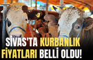 Sivas'ta Kurbanlık Fiyatları Belli Oldu!