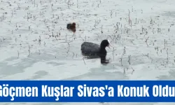 Göçmen Kuşlar Sivas'a Konuk Oldu 