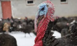 Sahibinden Hindi! Sivas’ta Rağbet Görmeyince İnternete Yöneldi