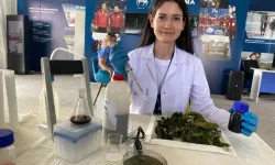 Öğrenciler Deniz Marulundan Hidrojen Gazı Elde Ediyor 