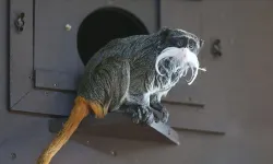 'İmparator tamarin' kışın tatlıyla besleniyor