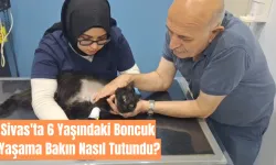 Sivas'ta 6 Yaşındaki Boncuk Yaşama Bakın Nasıl Tutundu?