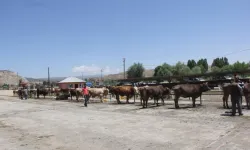 Sivas’ta Şap Kabusu! Hayvan Giriş ve Çıkışları Yasaklandı
