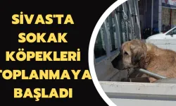 Sivas'ta Sokak Köpekleri Toplanmaya Başladı 