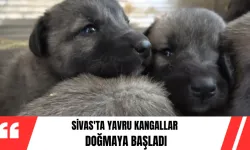 Sivas'ta Yavru Kangallar Doğmaya Başladı 