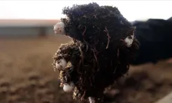 Sivaslı Üreticinin Ürettiği Solucan Gübresi İhracatta Yeni Pazar Hedefinde 