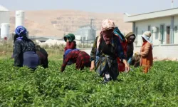 Tarladan sofraya acının serüveni