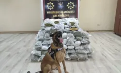 Sivas İl Emniyet Müdürlüğü, Tırda 145 Kilo Skunk Ele Geçirdi