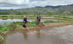 18 bin dekar alanda çeltik ekimine başlandı