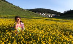Yazın Gözdesi Eğriçimen, Papatyalarla Canlandı