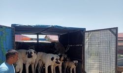 Sivas'ta sahipsiz sokak köpekleri toplanıyor