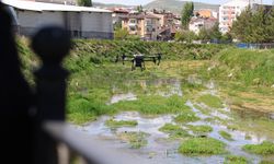 Sivas'ta keneye karşı dronlu ilaçlama!