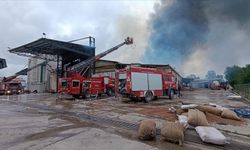 Fındık kırım fabrikasında çıkan yangın kontrol altına alındı