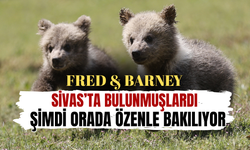 Fred ve Barney'e özenle bakılıyor