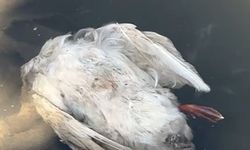 Sivas'taki çevre felaketi için numune alındı!