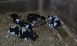 İnek aynı anda 5 buzağı doğurdu!