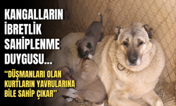 Kangalların ibretlik sahiplenme duygusu