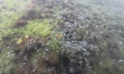 Karadeniz'de denizanası varlığı artıyor