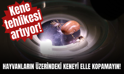 Kene tehlikesi artıyor! Hayvanların üzerindeki keneyi elle kopamayın!