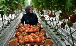 Sıfır Pestisit, Yüksek Verim: Sivas’ın Serası Avrupa’ya Açılıyor