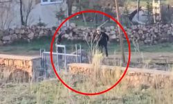 Sivas'ta dakikalarca şiddet gören eşek öldü!