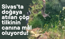 Sivas'ta doğaya atılan çöp tilkinin canına mâl oluyordu!