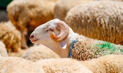 Türkiye'nin bağışları dört bir yana ulaşıyor!