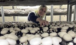 53 yaşında mantar üreticisi oldu