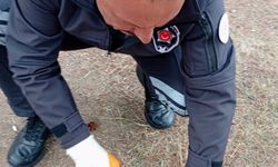 Kafası konserve kutusuna sıkışan kediyi güvenlik kurtardı
