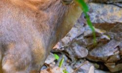 Dağ keçisi ve yavruları görüntülendi