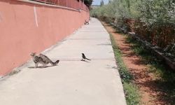 Kediyle dalga geçen karga güldürdü