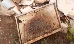 Ayılar arı kovanlarına zarar verdi