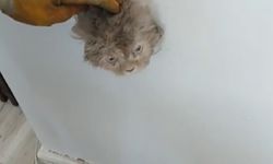Bacada mahsur kalan kedinin imdadına itfaiye yetişti