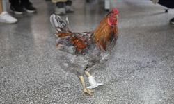 BİLSEM öğrencileri, ayağı kopan horoz için protez yaptı
