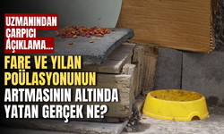 Fare ve yılan poülasyonunun artmasının altında yatan gerçek ne? Uzmanı açıkladı...
