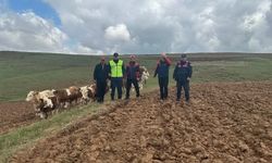 Sivas'ta 9 büyükbaş kayboldu! AFAD ekibi dronla buldu