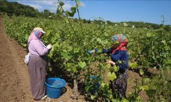 Kadınların "narince" bağı yaprağında hasatı sürüyor