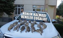 Keklik Kalmadı Keneler Çoğaldı!