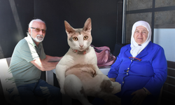 Minibüsten Firar Eden Kedi Sahiplerini Sivas'ta Bıraktı: "Geri Dönmesini Bekliyoruz"