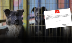 Resmi Gazete'de yayımlandı! Sivas'ta Sahipsiz Hayvanları Koruma Birliği kurulacak!