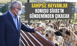 Sahipsiz hayvanlar konusu Sivas'ın gündeminden çıkacak