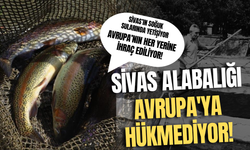 Sivas Alabalığı Avrupa'ya Hükmediyor!