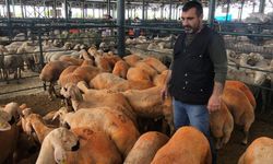 Sivas Kangalı ırkı kuzular pazarın gözdesi oldu!