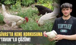Sivas'ta Kene Kabusuna "Tavuk"lu Çözüm!