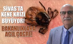 Sivas'ta Kene Krizi Büyüyor! Bakanlıklara Acil Çağrı