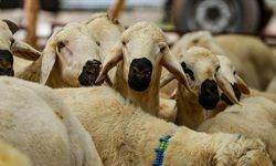 Kurban Vekaletiyle İlgili Önemli Uyarı: Zamanlamaya Dikkat