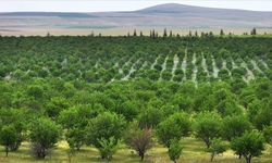 TİGEM'in ormanları erozyonla ve zararlılarla mücadele ediyor