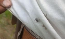 Yozgat’ta keneler görülmeye devam ediyor
