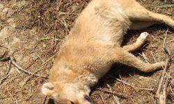 Zehirlendikleri öne sürülen 6 sokak köpeği ile 2 kedi öldü