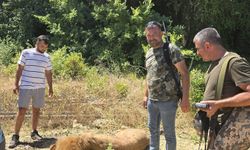 Hayvan parkından kaçan aslan öldürüldü